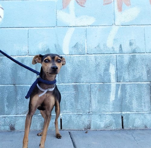 Photo of Purdy, adoptable Chihuahua in Baldwin Park, California