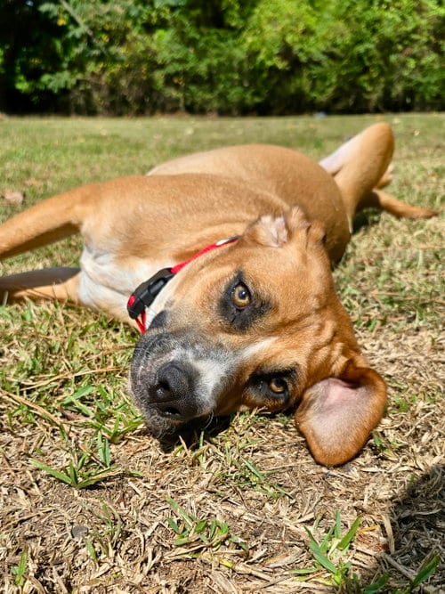 Photo of Memo, adoptable Hound in Texarkana, Texas