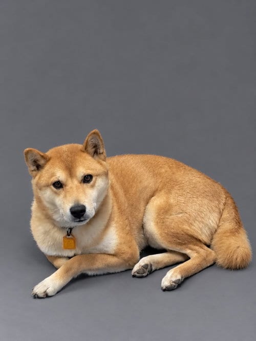 Photo of Skor, adoptable Shiba Inu in Mukwonago, Wisconsin