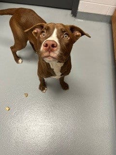 Photo of Koda, adoptable Rhodesian Ridgeback in St. Cloud, Florida