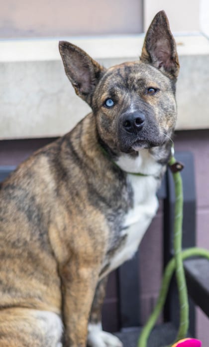 Photo of Sutton, adoptable dog in Chamblee, Georgia