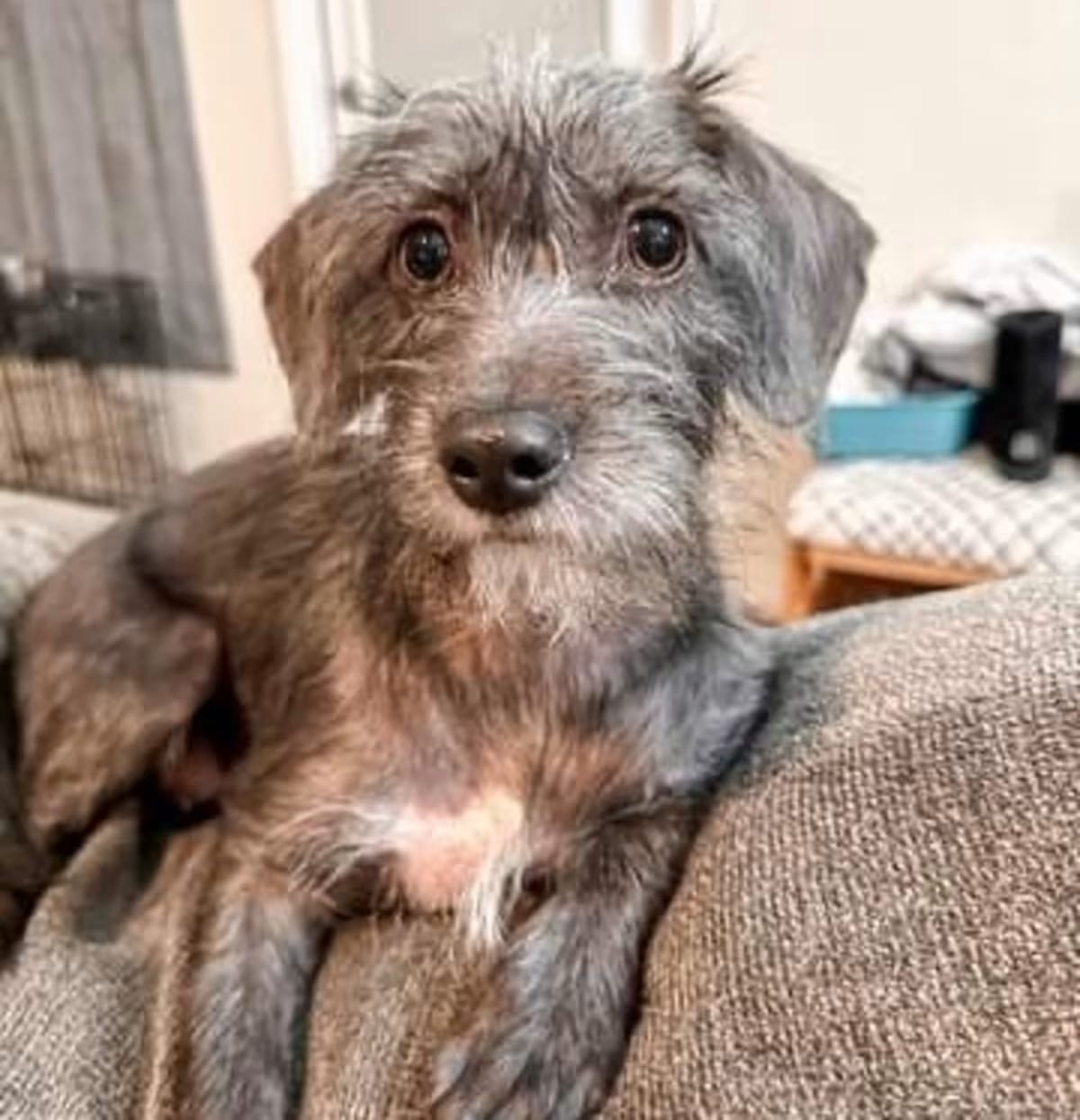 Photo of Chata (Chi Momma) bonded with Emma, must be adopted together, adoptable Chihuahua/Schnauzer (Miniature) in Brewster, New York