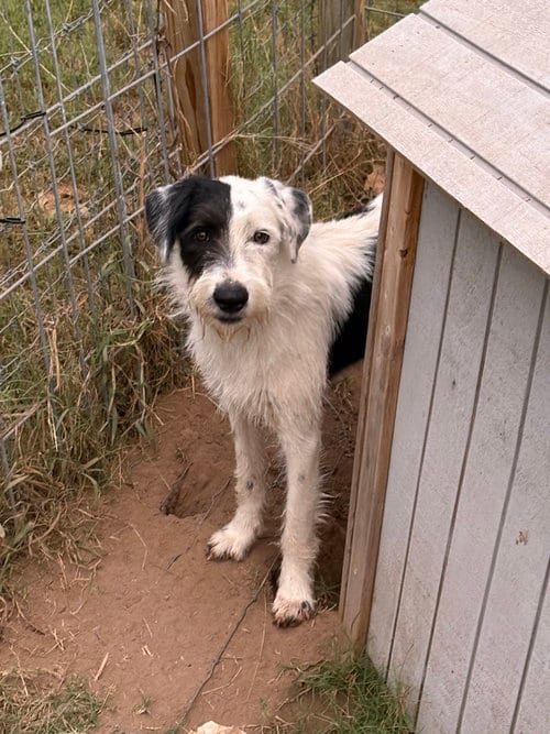 Photo of Lucy, adoptable English Sheepdog in Vail, Arizona