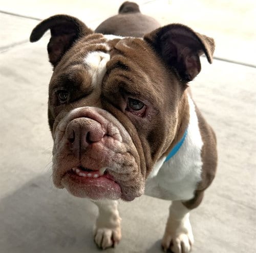 Photo of Milk Dud, adoptable English Bulldog in Denver, Colorado
