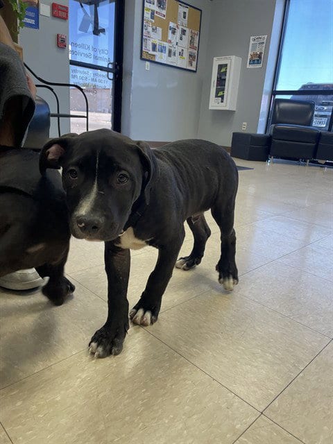 Photo of Boogie, adoptable Pit Bull Terrier in Killeen, Texas