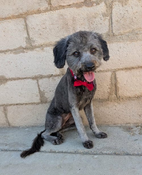Photo of Violet, adoptable Poodle (Miniature) in Corona, California