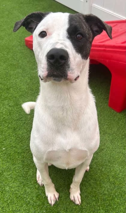 Photo of Lloyd, adoptable Shepherd/Retriever in The Colony, Texas