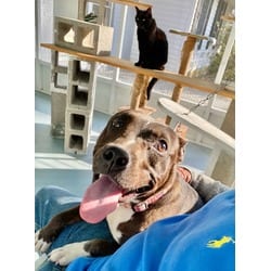 Photo of Tally, adoptable American Pit Bull Terrier in Baton Rouge, Louisiana