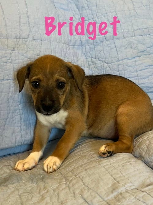 Photo of Bridget, adoptable Chihuahua in Pipe Creek, Texas
