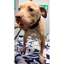 Photo of Elsa, adoptable Mixed Breed (Medium) in Georgetown, Delaware