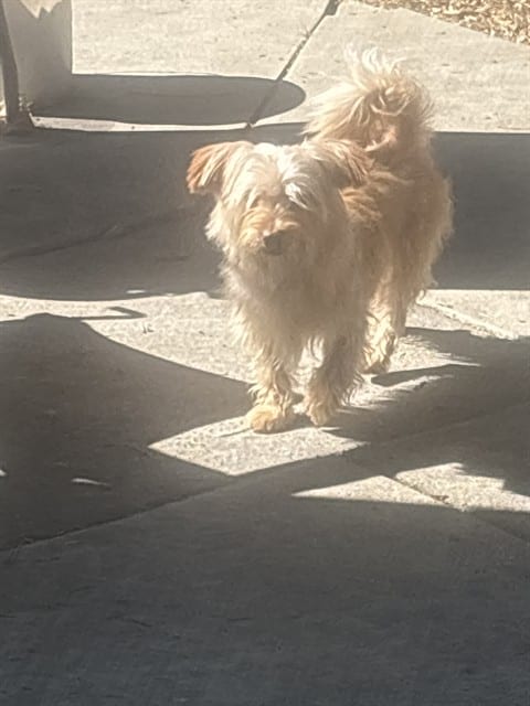 Photo of Senior Norfolk Terrier, adoptable Norfolk Terrier in San José, California