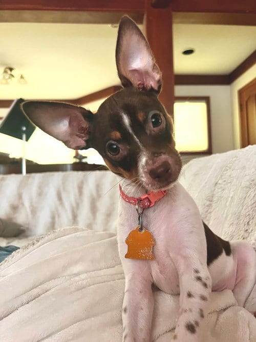 Photo of Billy, adoptable Chihuahua in Sunnyvale, California