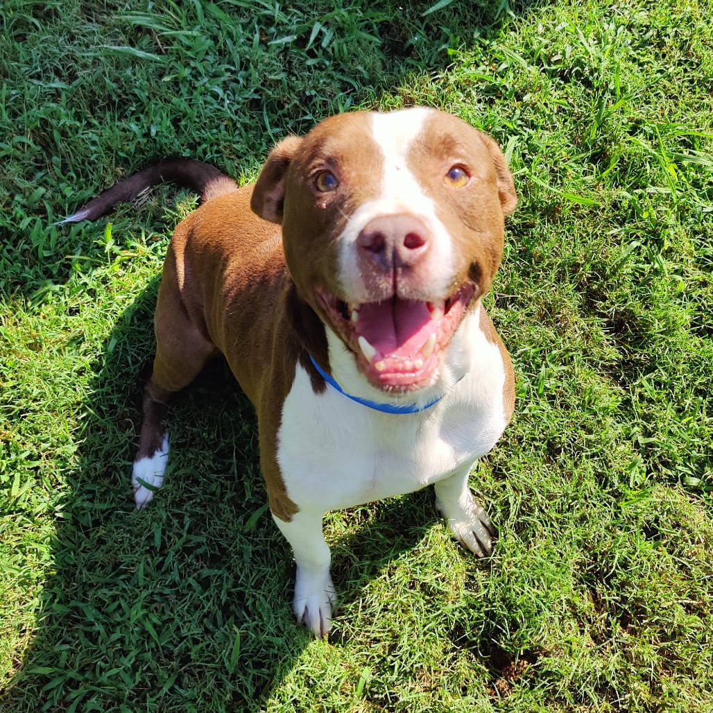 Photo of Coco Krispie, adoptable Mixed Breed (Medium) in Chattanooga, Tennessee