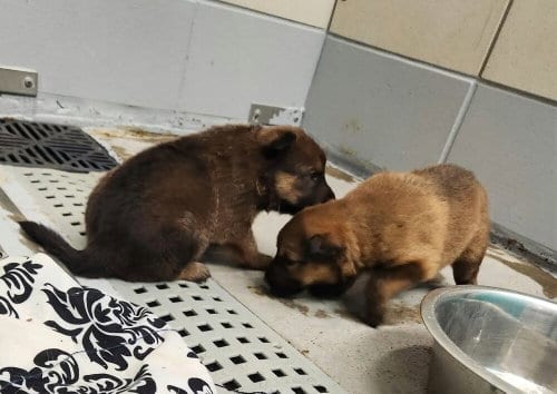 Photo of Pumpkins Litter Sorrel - Located in SC, adoptable Belgian Shepherd Malinois in Imlay City, Michigan