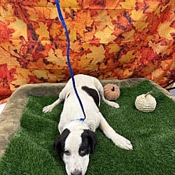 Photo of Soba, adoptable American Pit Bull Terrier Catahoula Leopard Dog in Porterville, California