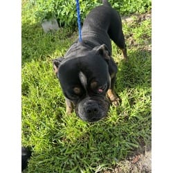 Photo of Bub, adoptable American Pit Bull Terrier in Doral, Florida