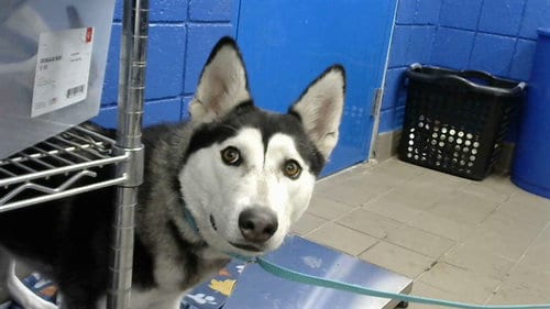 Photo of Willow, adoptable Husky in Albuquerque, New Mexico