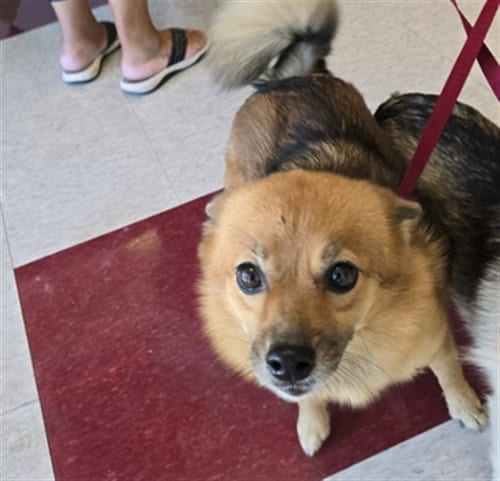 Photo of Ruby, adoptable Pomeranian in Plano, Texas