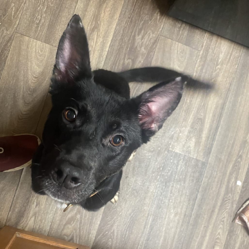 Photo of MOCHA (Lisa), adoptable Mixed Breed (Medium)