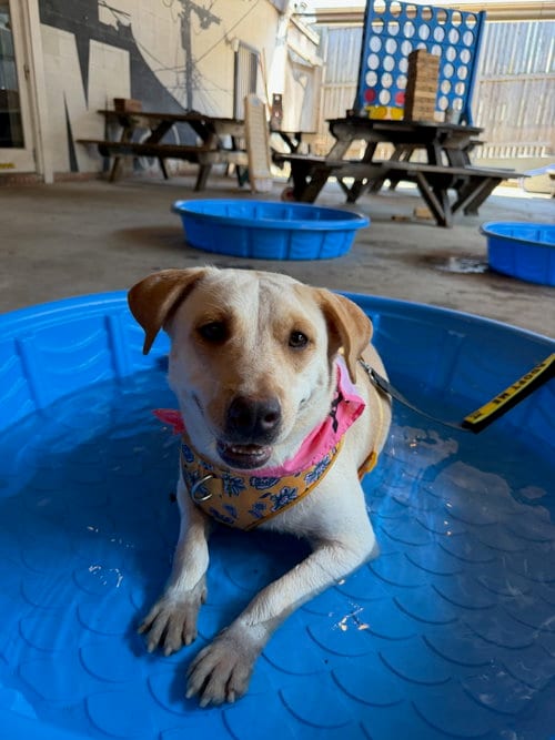 Photo of Hope, adoptable Labrador Retriever in Jackson, Mississippi