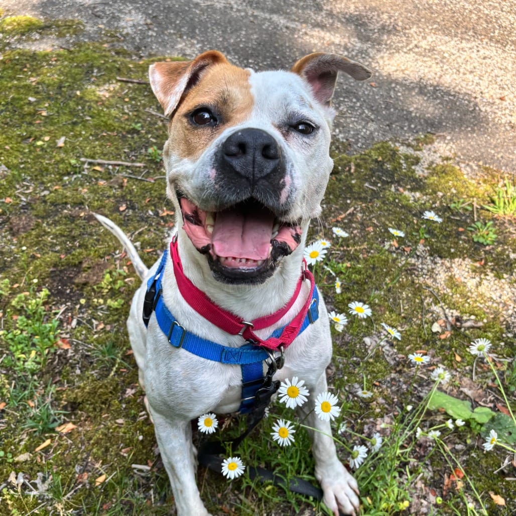 Photo of Mango, adoptable Boxer / Bulldog, American in South Elgin, Illinois