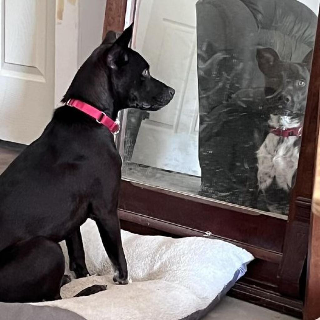 Photo of Possum, adoptable Collie, Border / Mixed Breed (Medium) in Weatherford, Texas
