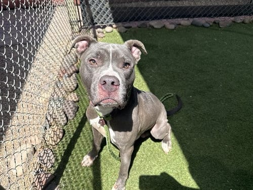 Photo of Bertie, adoptable American Pit Bull Terrier in Phoenix, Arizona