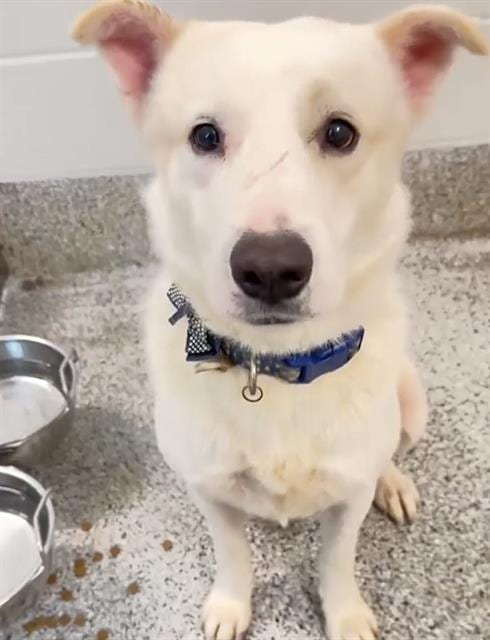 Photo of Irving, adoptable Labrador Retriever in Houston, Texas
