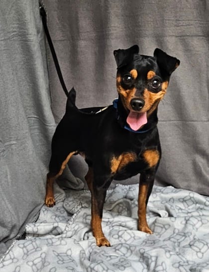 Photo of Hero, adoptable Miniature Pinscher in Freeport, Illinois