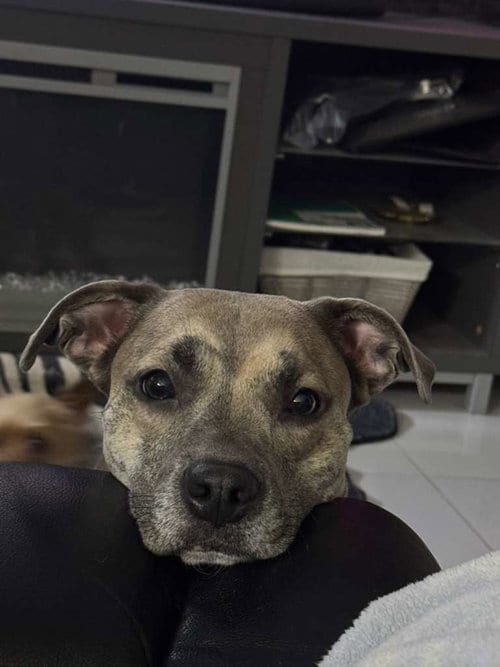 Photo of Qi'ra, adoptable Labrador Retriever in Miami, Florida