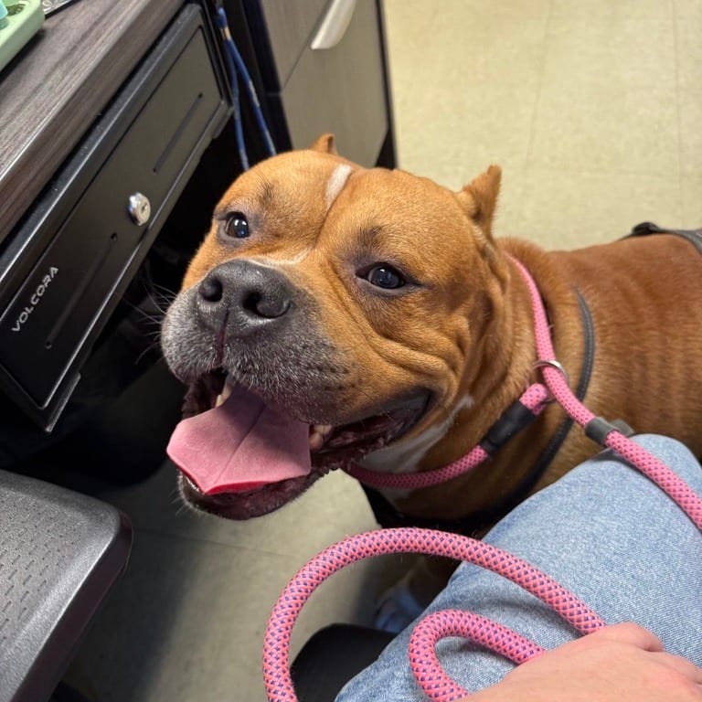 Photo of Coby, adoptable Terrier, Pit Bull in Birdsboro, Pennsylvania