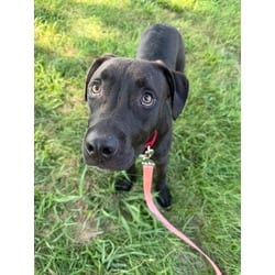 Photo of Bumble, adoptable American Pit Bull Terrier in Kansas City, Missouri