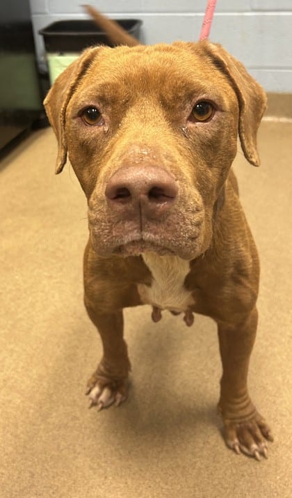 Photo of Tallulah, adoptable dog in Chamblee, Georgia
