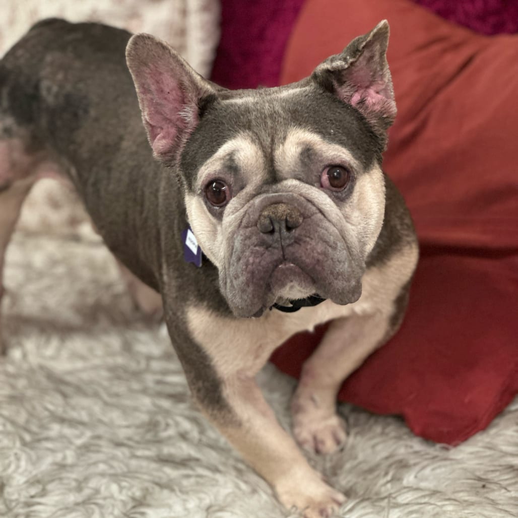 Photo of Koopa, adoptable Bulldog, French / Mixed Breed (Medium) in San Francisco, California
