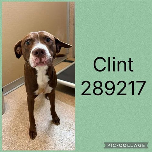 Photo of Clint, adoptable Labrador Retriever in Macon, Georgia