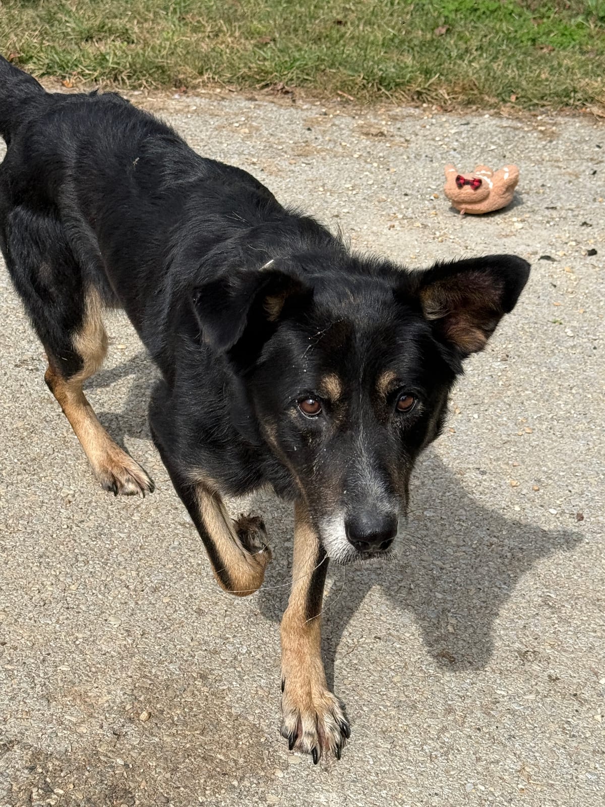 Photo of Bear, adoptable German Shepherd Dog in Fayetteville, West Virginia