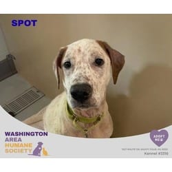 Photo of Spot, adoptable Hound (Unknown Type) in Eighty Four, Pennsylvania