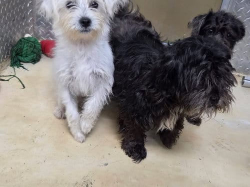 Photo of Lund, adoptable Shih Tzu in Rustburg, Virginia