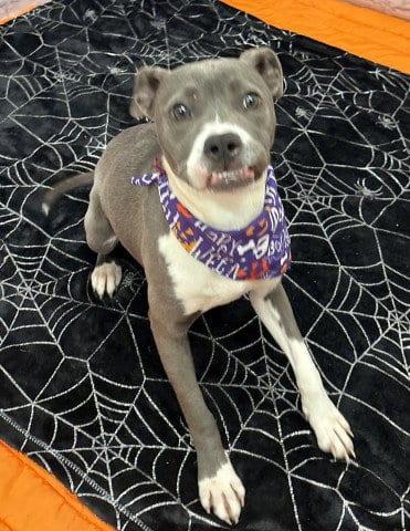 Photo of Scamurra, adoptable Pit Bull Terrier in Detroit, Michigan