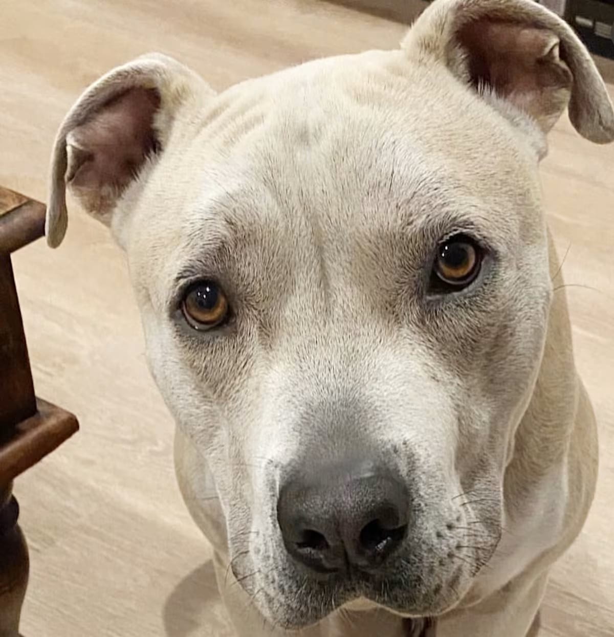 Photo of Potato, adoptable American Staffordshire Terrier in Marina del Rey, California