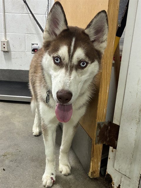 Photo of Jesse, adoptable Siberian Husky in Forestville, Maryland
