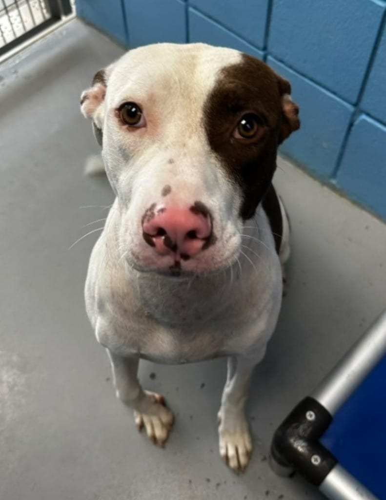 Photo of Damon, adoptable Pit Bull Terrier in Hartsville, South Carolina