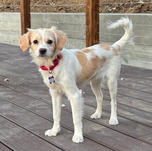 Photo of Acadia, adoptable Cavalier King Charles Spaniel in Romoland, California