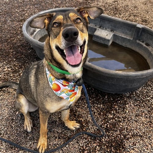 Photo of Emerald, adoptable Belgian Shepherd Malinois in Phoenix, Arizona