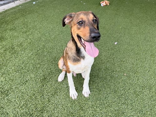 Photo of Bullseye, adoptable Belgian Shepherd Malinois in Garland, Texas