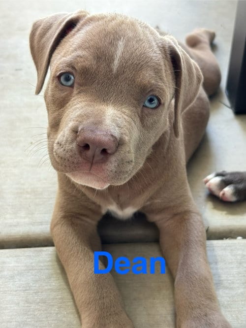 Photo of Dolly’s Dreamers - Dean, adoptable American Staffordshire Terrier in San Diego, California