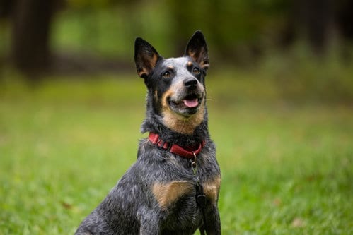Photo of Bandit, adoptable Australian Cattle Dog/Blue Heeler in Garden City, New York