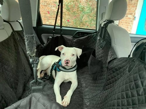 Photo of Connie (Reduced Rover), adoptable Terrier in New Orleans, Louisiana