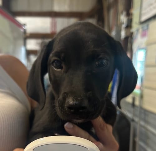 Photo of NO Nicole, adoptable Labrador Retriever in Warrenton, Missouri