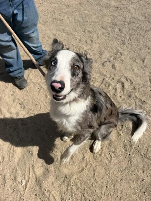 Photo of Oscar, adoptable Border Collie in Santa Maria, California